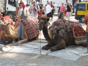 Camels in Turkey - a photo op for tourists