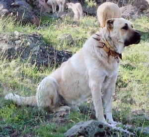 Sivas's famous kangal dog